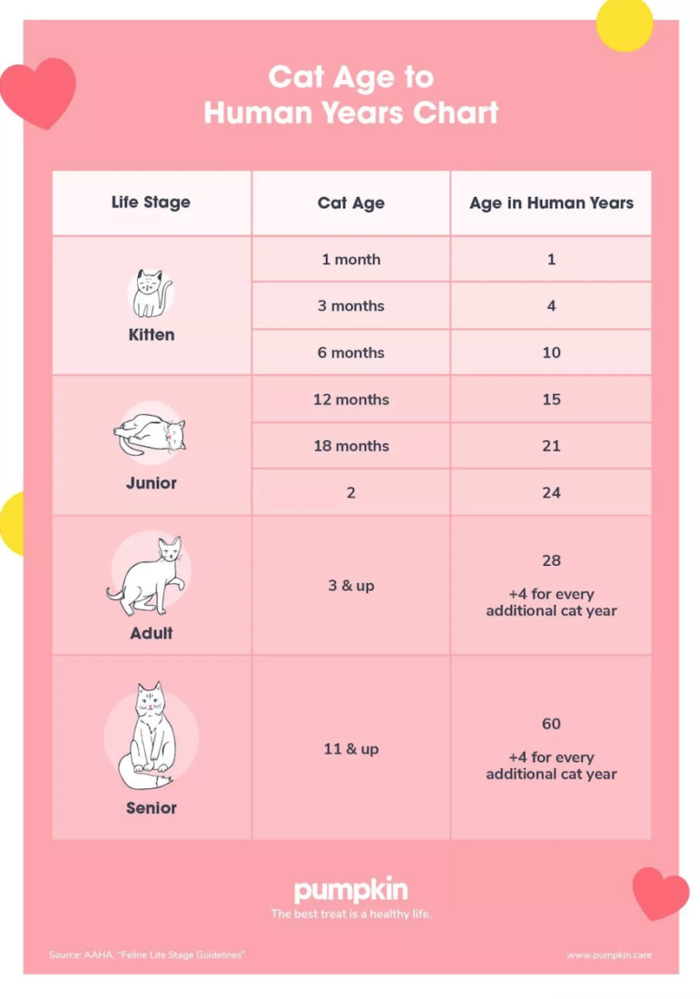 ηλικία της γάτας