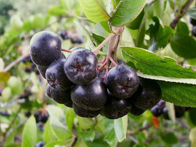 (Black chokeberry) (Αρώνια η μελανόκαρπη)