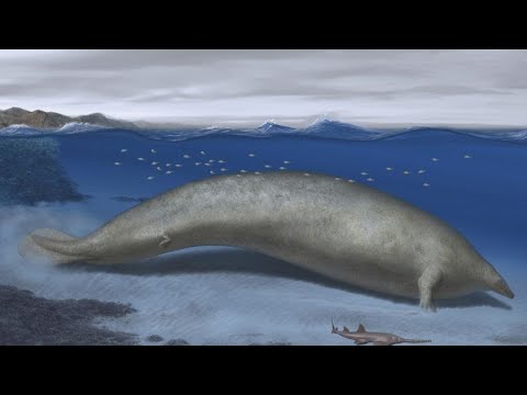 Η «κολοσσιαία φάλαινα του Περού» παρουσιάστηκε για πρώτη φορά στο κοινό…