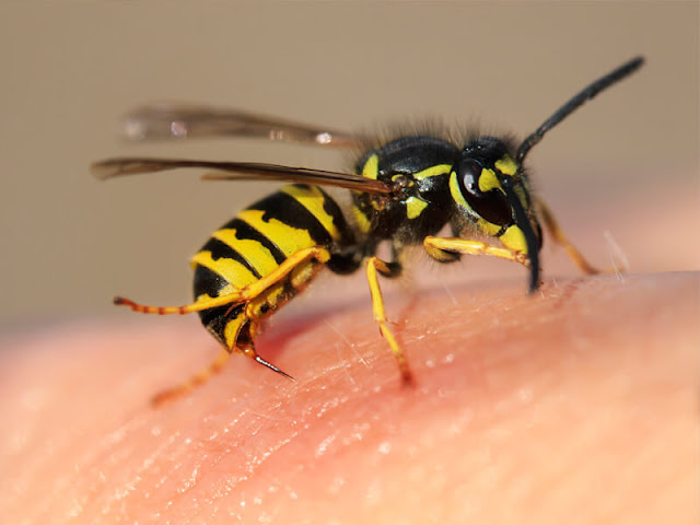 Bee wasp stings