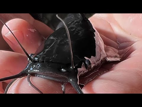 Ουγγαρία: Ο ρόλος της τεχνητής νοημοσύνης στην γεωργία