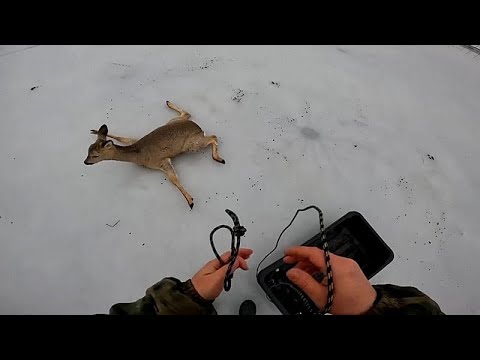 Εκατοντάδες ζαρκάδια διασώθηκαν από παγωμένες λίμνες στη Σιβηρία
