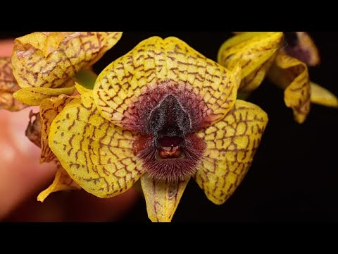 Ονομάστηκαν 190 νέα είδη φυτών και μυκήτων το 2025, μεταξύ τους φρικιαστικός αραχνοκτόνος μύκητας