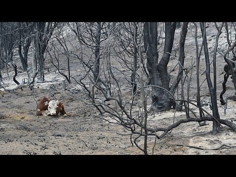 Οι πυρκαγιές στην Παταγονία της Αργεντινής αναζωπυρώνονται, καίνε πάνω από 30.000 εκτάρια