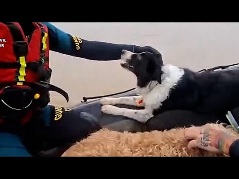 Γάτες και σκύλοι διασώθηκαν μετά τις πλημμύρες στη νότια Ισπανία