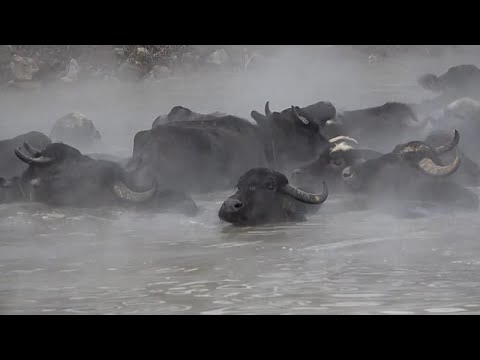Τουρκία: Σπάνια πλάνα με βουβάλια να απολαμβάνουν ιαματικά λουτρά