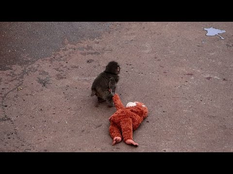 Ουρές θαυμαστών σε ζωολογικό κήπο της Ιαπωνίας για τον viral μαϊμουδάκο Παντς