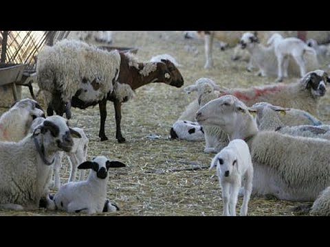 Κύπρος: Καθολική απαγόρευση μετακινήσεων ζώων και ζωωτροφών λόγω αφθώδους