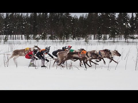 Κούρσες ταράνδων προσελκύουν πλήθη στο παγωμένο βορρά της Φινλανδίας κοντά στα ρωσικά σύνορα