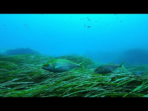 Η Ελλάδα δοκιμάζει οικολογικά αγκυροβόλια για την προστασία της Ποσειδωνίας