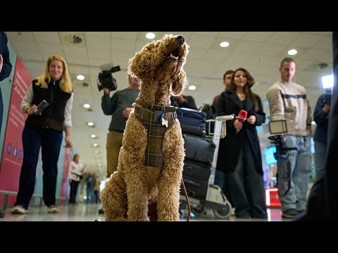 Ελλάδα: Συγκίνηση στην άφιξη της πτήσης επαναπατρισμού με ζωάκια και ιδιοκτήτες από το Άμπου Ντάμπι