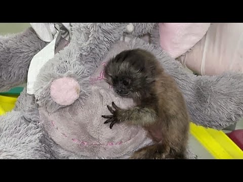 Κολομβία: Ορφανό μωρό τιτί γκρίζου πιθήκου βρίσκει λούτρινη «μαμά» πριν την επανένταξη