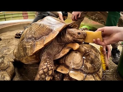 Ουγγαρία: Ημέρα φροντίδας για απειλούμενες χελώνες στον ζωολογικό κήπο Νιρέγκιχαζα