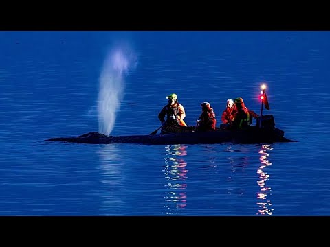 Λιγοστεύουν ελπίδες καθώς διασώστες προσπαθούν να σώσουν καμπουροφάλαινα στη Βαλτική της Γερμανίας