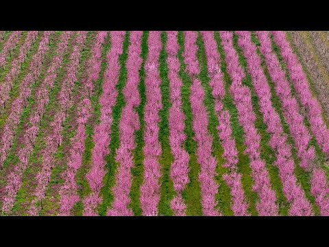 Το μαγευτικό ροζ τοπίο των ανθισμένων ροδακινιών της Βέροιας