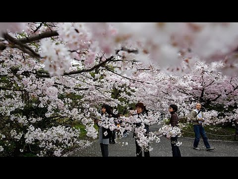 Ιαπωνία: Η περίοδος σακούρα στο Τόκιο ξεκινά με πικνικ στο Πάρκο Ουένο