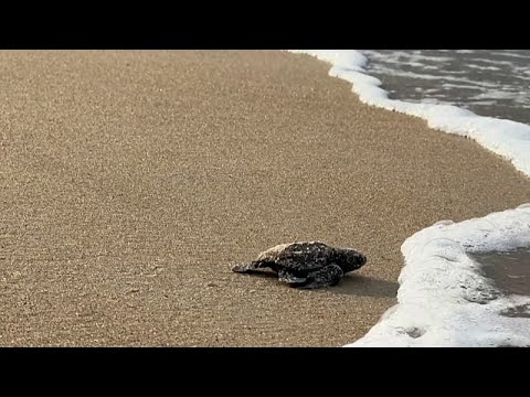 Οι μικρές χελώνες του Γκαμπόν κινδυνεύουν με εξαφάνιση καθώς στερεύει η χρηματοδότηση προστασίας