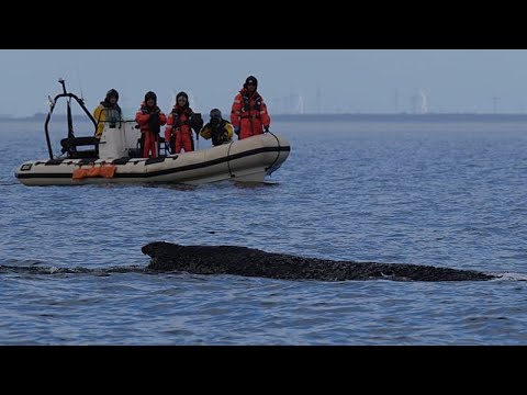Γερμανία: Αίσιο τέλος είχε η περιπέτεια εγκλωβισμένης φάλαινας