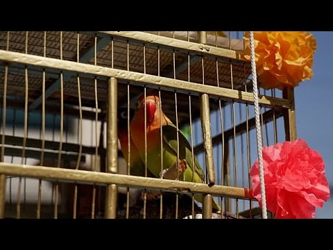 Οι πουλητές πουλιών στην Πόλη του Μεξικού κρατούν ζωντανή μια παράδοση που σβήνει