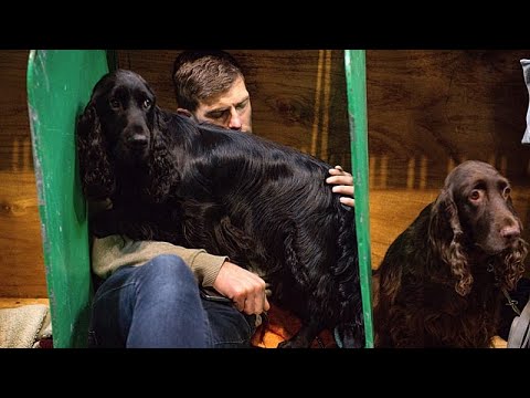 Ηνωμένο Βασίλειο: Η έκθεση Crufts ανοίγει στο Μπέρμιγχαμ με πάνω από 20.000 σκύλους