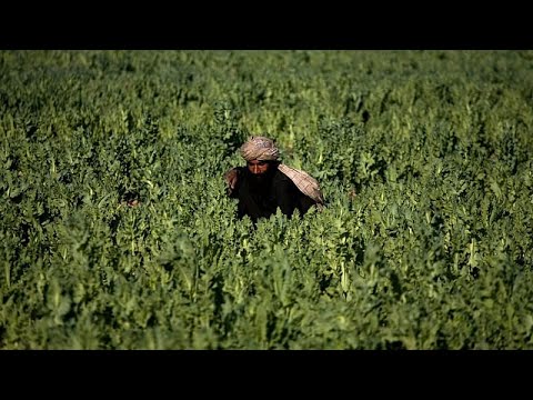 Η αστυνομία καταστρέφει χωράφια οπιούχας παπαρούνας στο Πακιστάν