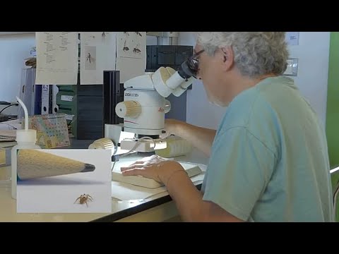 Ισπανία: Σπάνια αράχνη καταγράφεται για πρώτη φορά σε βίντεο στην Αλμερία