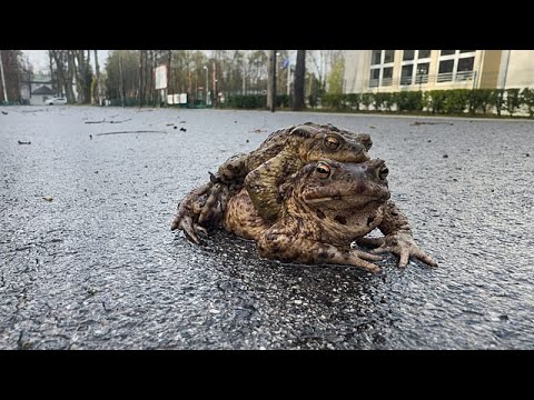 Πολωνία: η «Περιπολία Βατράχων» σώζει χιλιάδες αμφίβια στη μετανάστευση