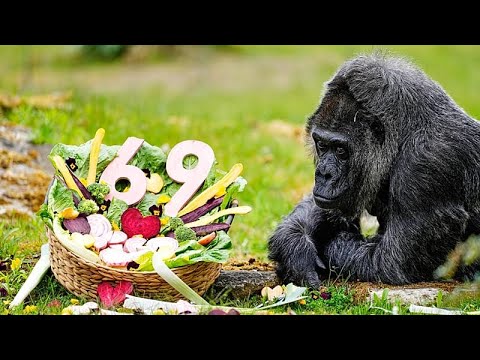 Η Γερμανία γιορτάζει τα 69α γενέθλια του γηραιότερου γορίλα σε ζωολογικό κήπο