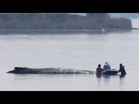 Ο συνιδρυτής της MediaMarkt και η εκατομμυριούχος των ιπποδρομιών: Οι χρηματοδότες της διάσωση...