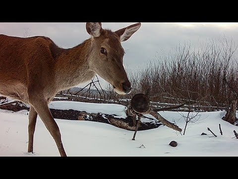 Τσέρνομπιλ: Η ζωή επιστρέφει στην νεκρή ζώνη