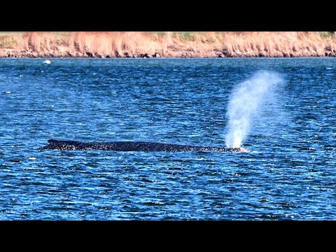 «Πρόκειται για ένα άγριο ζώο που θέλει να πεθάνει», λέει ειδικός για τη φάλαινα που έχει...