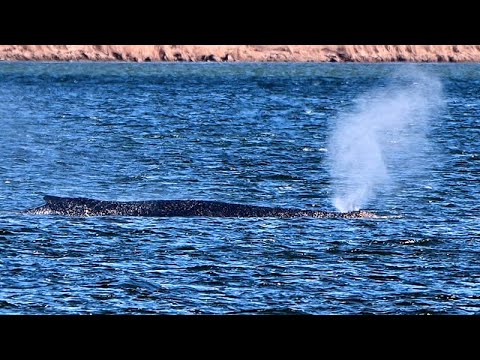 Η καμπουροφάλαινα Τίμι παραμένει παγιδευμένη σε ρηχά νερά στη βόρεια Γερμανία
