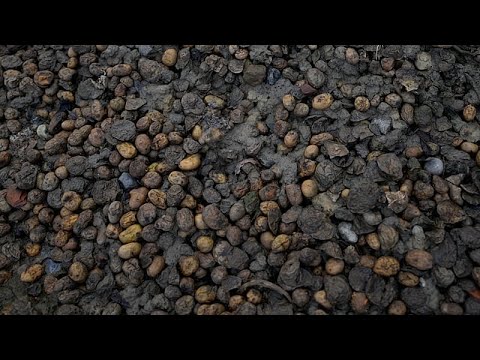 Οι πατατοπαραγωγοί της Άνω Βροντούς στέλνουν σήμα κινδύνου - Χιλιάδες τόνοι πατάτας σαπίζουν