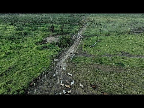 Αμερικανοί βουλευτές καλούν την ΕΕ να μην αποδυναμώσει τη νομοθεσία για την αποψίλωση των δασών...