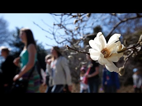 Εκατοντάδες συγκεντρώνονται για να μυρίσουν το σπάνιο «λουλούδι-πτώμα» στο Λονδίνο