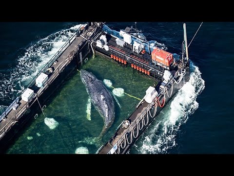 Η κυρτοφάλαινα «Τίμι» ξεκίνησε το ταξίδι επιστροφής προς τον Ατλαντικό