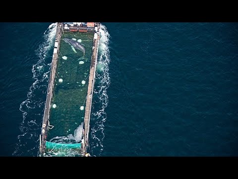 Εγκλωβισμένη φάλαινα στη Γερμανία απελευθερώνεται στη Βόρεια Θάλασσα