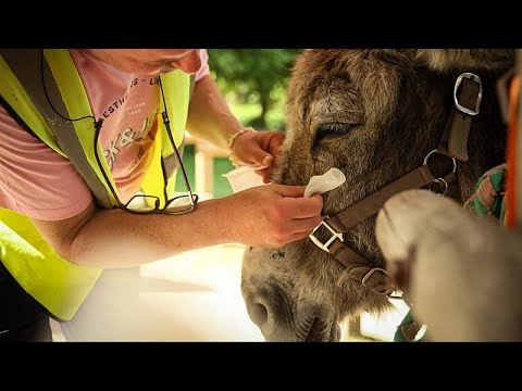 Γαλλικό νοσοκομείο χρησιμοποιεί γαϊδούρια στην ψυχική υγεία, οι ασθενείς εγκρίνουν