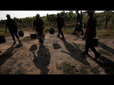 Έ&kappa;&alpha;&psi;&epsilon; &zeta;&omega;&nu;&tau;&alpha;&nu;&omicron;ύ&sigmaf; &mu;&epsilon;&tau;&alpha;&nu;ά&sigma;&tau;&epsilon;&sigmaf; - &epsilon;&rho;&gamma;ά&tau;&epsilon;&sigmaf; &gamma;&eta;&sigmaf; &eta; &mu;&alpha;&phi;ί&alpha; &tau;&omicron;&upsilon; caporalato &sigma;&tau;&eta;&nu; &Kappa;&alpha;&lambda;&alpha;&beta;&rho;ί&alpha;